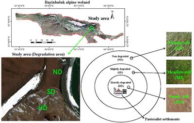 Response of soil bacterial community to alpine wetland degradation in arid Central Asia